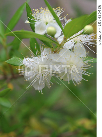 ギンバイカの花 ギンバイカの花 105425486