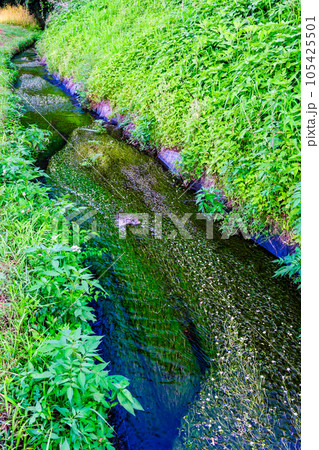 小川に咲く 105425501