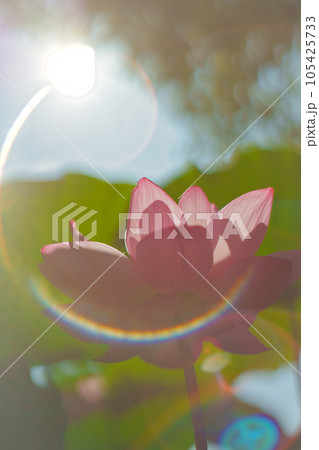 光に透ける蓮の花 逆光 光に透ける蓮の花 逆光 105425733