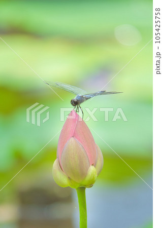 蓮の蕾に止まるトンボ 105425758