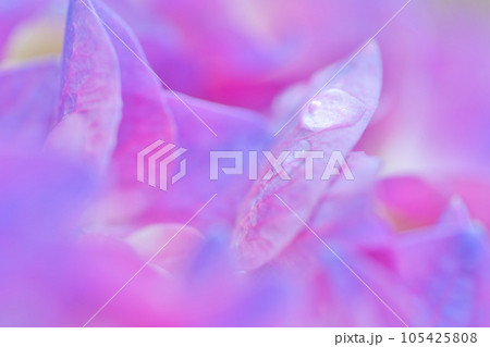 ピンクのあじさいの花びら　しずくマクロ 105425808