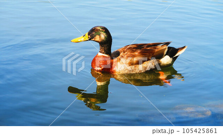 カルガモなど水鳥のいる風景（東京都足立区の都立舎人公園） 105425861
