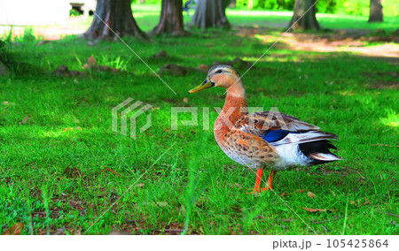 カルガモなど水鳥のいる風景（東京都足立区の都立舎人公園） 105425864