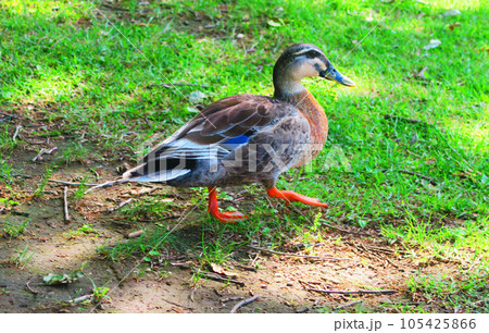 カルガモなど水鳥のいる風景（東京都足立区の都立舎人公園） 105425866