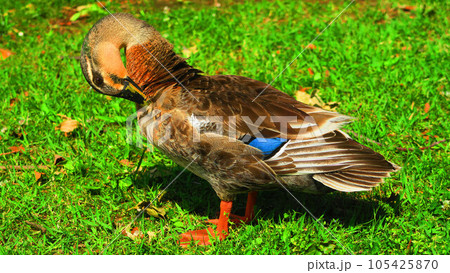 カルガモなど水鳥のいる風景（東京都足立区の都立舎人公園） 105425870