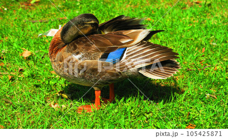 カルガモなど水鳥のいる風景（東京都足立区の都立舎人公園） 105425871