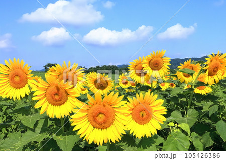 【香川県】 まんのう町「中山ひまわり団地 」の（向日葵畑） 105426386