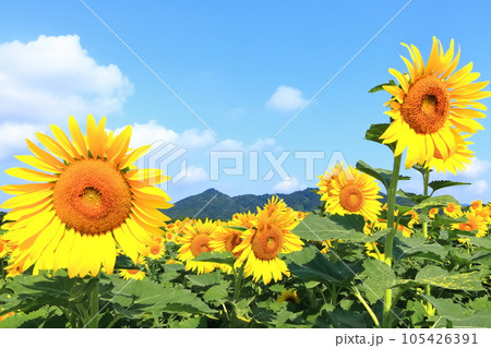 【香川県】 まんのう町「中山ひまわり団地 」の(向日葵畑) 【香川県】 まんのう町「中山ひまわり団地 」の(向日葵畑) 105426391