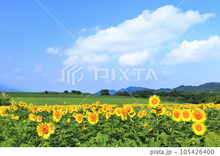 【香川県】 まんのう町「中山ひまわり団地 」の（向日葵畑） 105426400