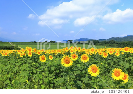 【香川県】 まんのう町「中山ひまわり団地 」の（向日葵畑） 105426401