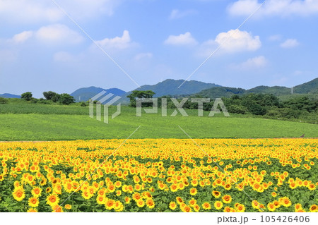 【香川県】 まんのう町「中山ひまわり団地 」の（向日葵畑） 105426406