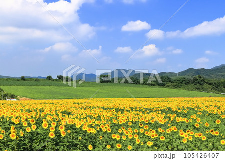 【香川県】 まんのう町「中山ひまわり団地 」の（向日葵畑） 105426407