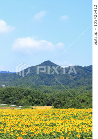 【香川県】 まんのう町「中山ひまわり団地 」の（向日葵畑） 105426412