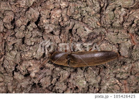 生き物　昆虫　オオクシヒゲコメツキ、メスです。体長は二十数ミリ、櫛状の触角はオスより控え目 105426425