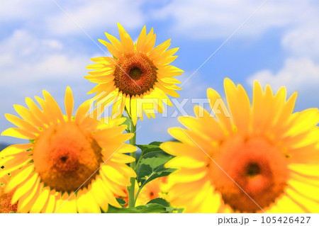 【香川県】 まんのう町「中山ひまわり団地 」の(向日葵畑) 【香川県】 まんのう町「中山ひまわり団地 」の(向日葵畑) 105426427