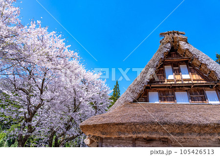富山県五箇山 桜咲く春の菅沼合掌造り集落の中の五箇山民俗館 富山県五箇山 桜咲く春の菅沼合掌造り集落の中の五箇山民俗館 105426513