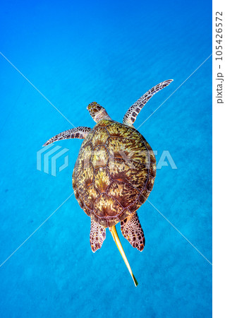 優雅に泳ぐウミガメ 優雅に泳ぐウミガメ 105426572
