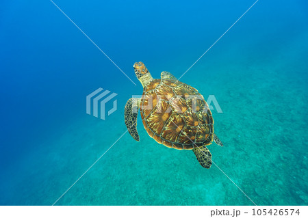 優雅に泳ぐウミガメ 105426574