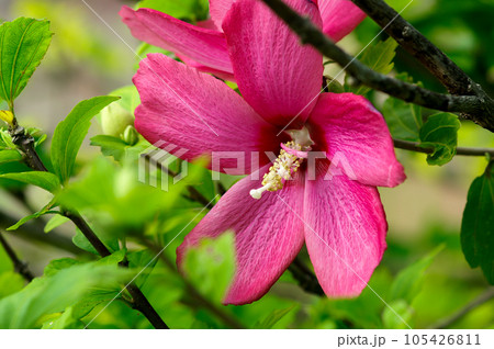 木槿 木槿 105426811