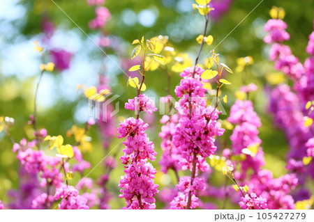 ハナズオウの花 105427279