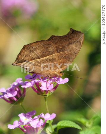 タテハモドキ(秋型) 105427770