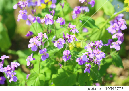 ムラサキハナナの花 105427774