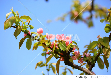 花梨の花 花梨の花 105427780
