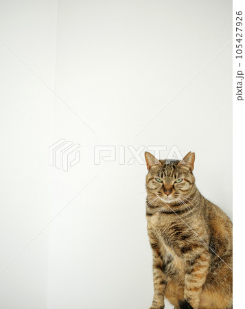 こちらを睨んでいる猫とコピースペース こちらを睨んでいる猫とコピースペース 105427926