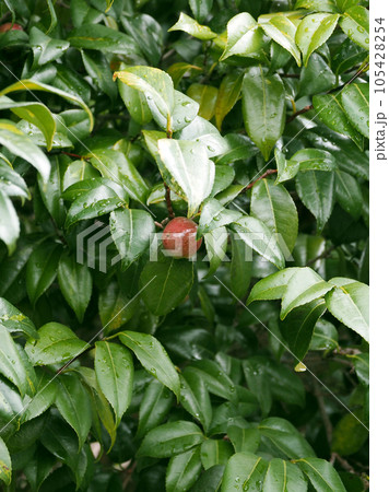 ツバキの実(椿油の原料) ツバキの実(椿油の原料) 105428254