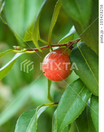 ツバキの実（椿油の原料） 105428256