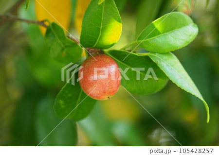 ツバキの実(椿油の原料) ツバキの実(椿油の原料) 105428257