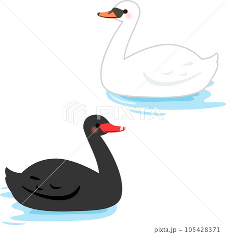 水面を泳ぐ白鳥と黒鳥 105428371