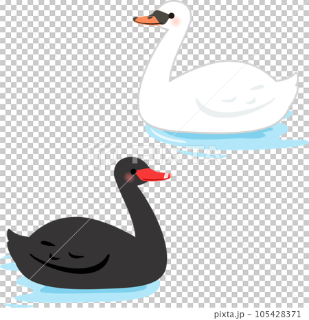 天鵝和黑天鵝在水面上游泳 105428371