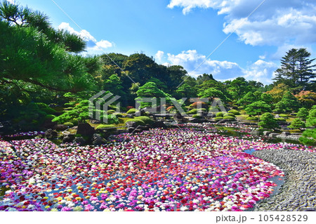 ダリア　日本庭園　島根　由志園　池泉天竺牡丹 105428529