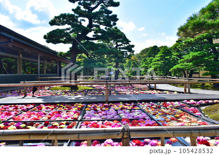 ダリア　日本庭園　島根　由志園　池泉天竺牡丹 105428532