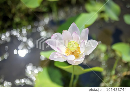 ハスの花 夏の花 イメージ ハスの花 夏の花 イメージ 105428744