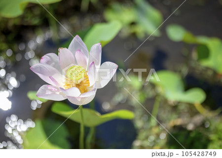 ハスの花 夏の花 イメージ 105428749