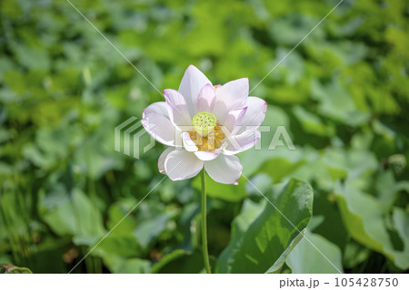 ハスの花 夏の花 イメージ 105428750