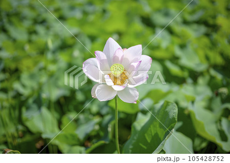 ハスの花 夏の花 イメージ 105428752
