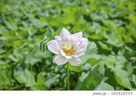 ハスの花 夏の花 イメージ 105428753