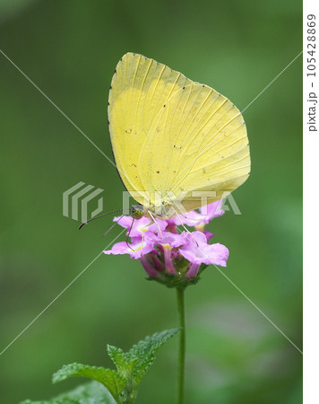 キチョウ(grass yellow) キチョウ(grass yellow) 105428869