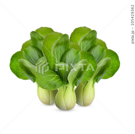 Pak Choi isolated on white background Pak Choi isolated on white background 105429362