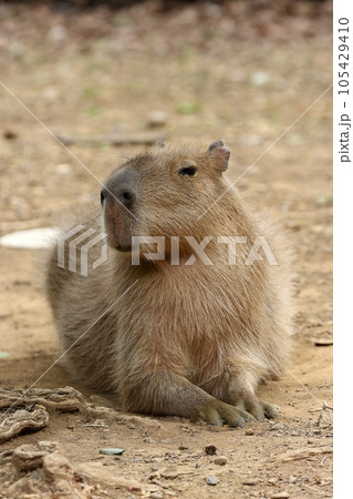 座って休むカピバラ 105429410