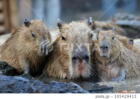 水に入ったカピバラの家族 水に入ったカピバラの家族 105429413