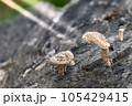 Mushrooms born on logs in the forest 105429415