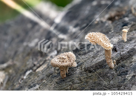 Mushrooms born on logs in the forest 105429415