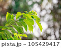 Green and yellow leaves with beautiful bokeh 105429417