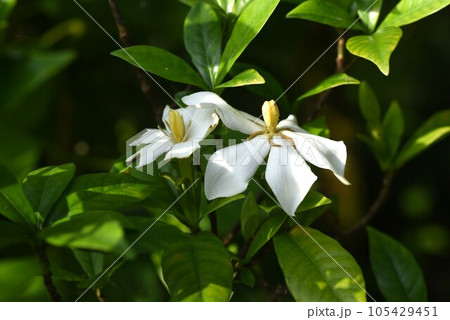 クチナシの花 105429451