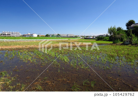 大雨で水びたしになった穭田風景 105429762