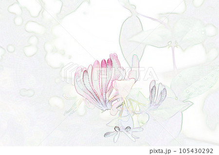 パステル調　”ハニーサックル”　イラストイメージ 105430292